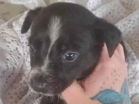 Cachorro raça SRD idade 2 a 6 meses nome MILA