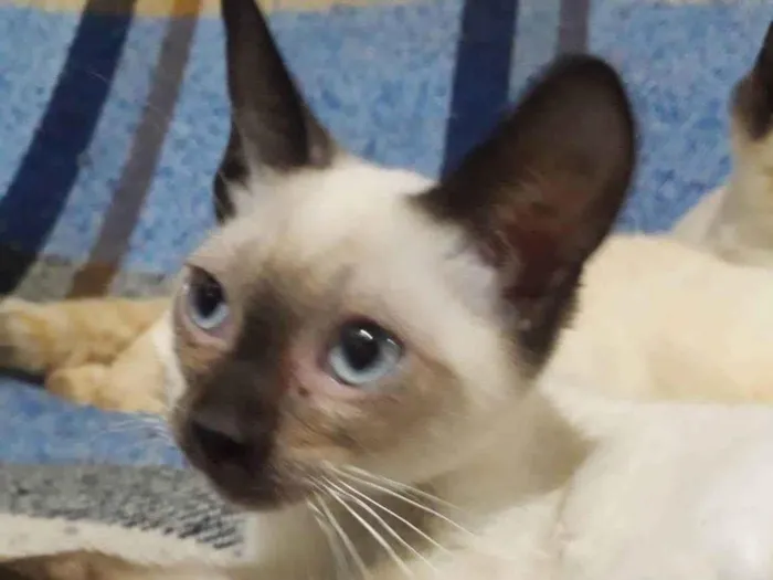 Gato raça SRD idade 2 a 6 meses nome NARIZINHO FILHOTINHA