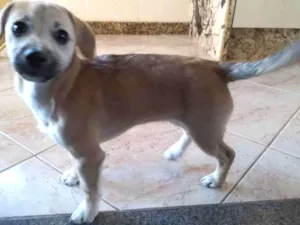 Cachorro raça não tem  idade 2 a 6 meses nome Chica 