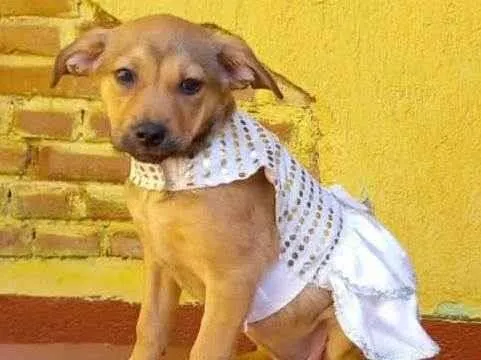 Cachorro raça SRD idade 2 a 6 meses nome TECA