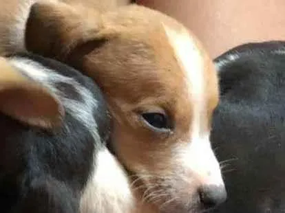 Cachorro ra a Viralata idade Abaixo de 2 meses nome Eles não tem nomes