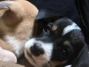 Cachorro raça Viralata idade Abaixo de 2 meses nome Eles não tem nomes