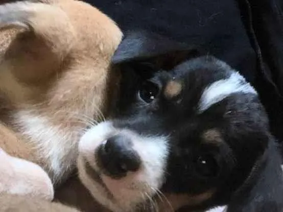 Cachorro ra a Viralata idade Abaixo de 2 meses nome Eles não tem nomes