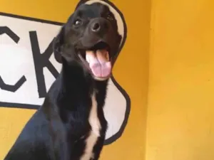 Cachorro raça  idade 2 a 6 meses nome Duck
