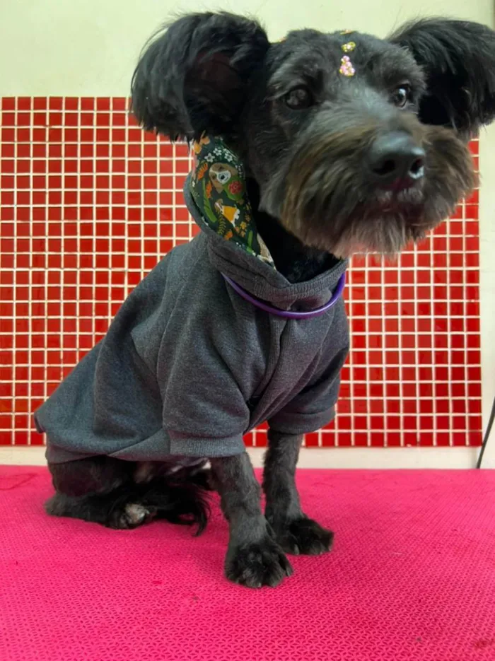 Cachorro raça Mix schnauzer idade 7 a 11 meses nome Collen