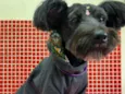 Cachorro raça Mix schnauzer idade 7 a 11 meses nome Collen