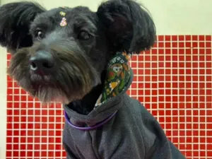 Cachorro raça Mix schnauzer idade 7 a 11 meses nome Collen