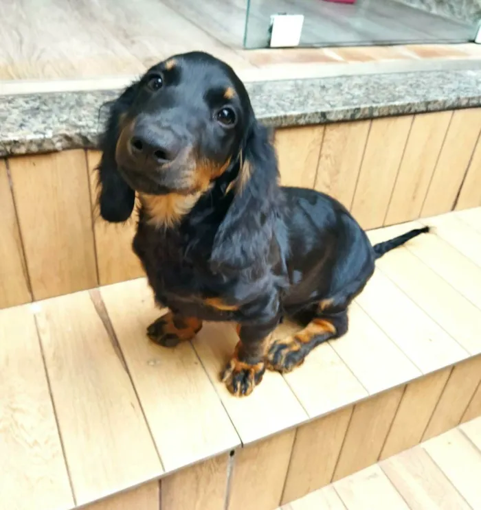 Cachorro ra a BACE MISTUTADO idade 7 a 11 meses nome Summer