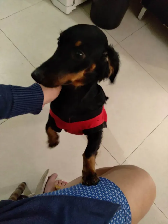 Cachorro ra a BACE MISTUTADO idade 7 a 11 meses nome Summer