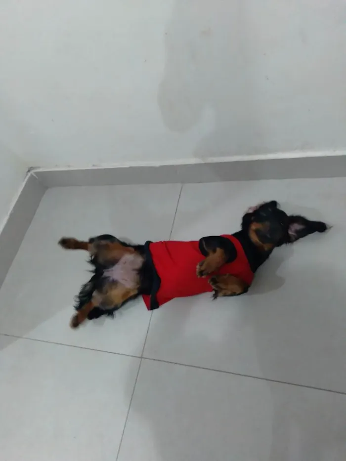 Cachorro ra a BACE MISTUTADO idade 7 a 11 meses nome Summer