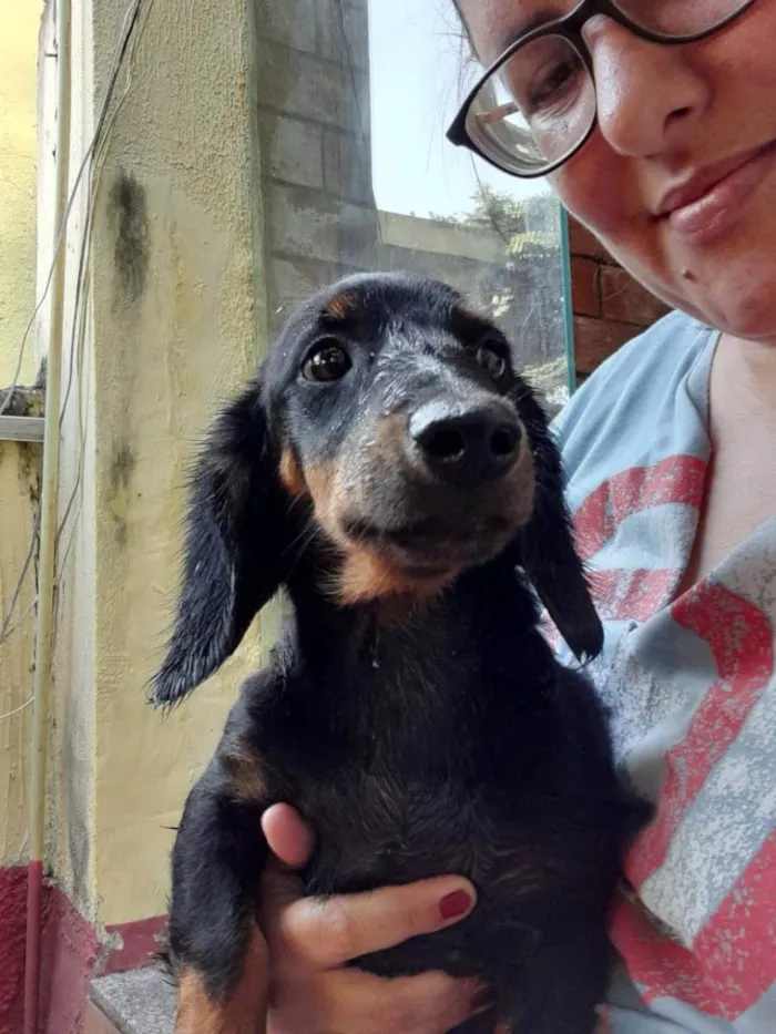Cachorro ra a BACE MISTUTADO idade 7 a 11 meses nome Summer