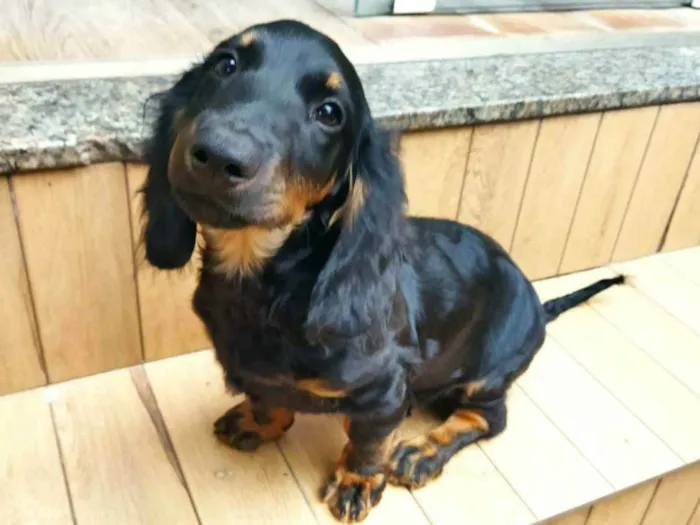 Cachorro ra a BACE MISTUTADO idade 7 a 11 meses nome Summer