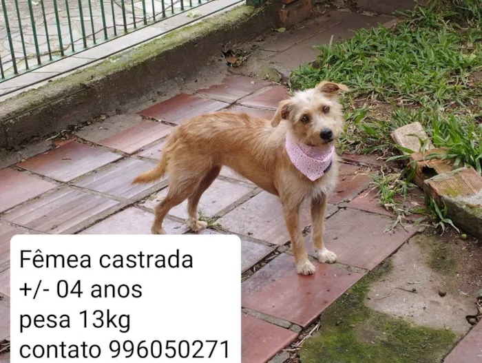 Cachorro ra a SRD idade 3 anos nome Luna