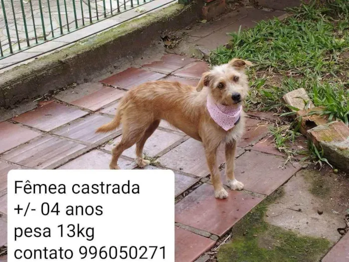 Cachorro ra a SRD idade 3 anos nome Luna