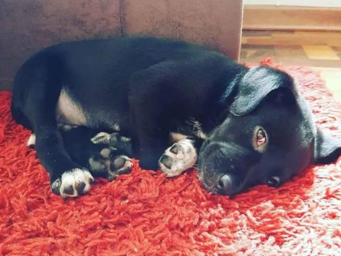 Cachorro ra a Vira-lata idade Abaixo de 2 meses nome Luke 