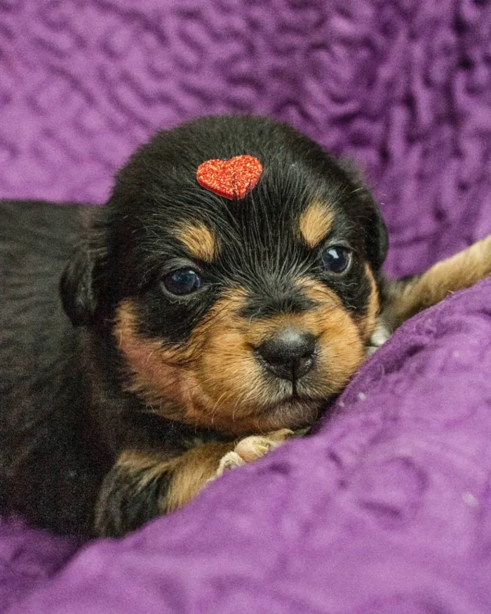 Cachorro ra a SRD idade Abaixo de 2 meses nome Monica