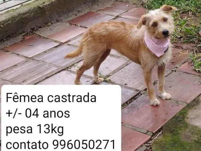 Cachorro ra a SRD idade 3 anos nome Luna