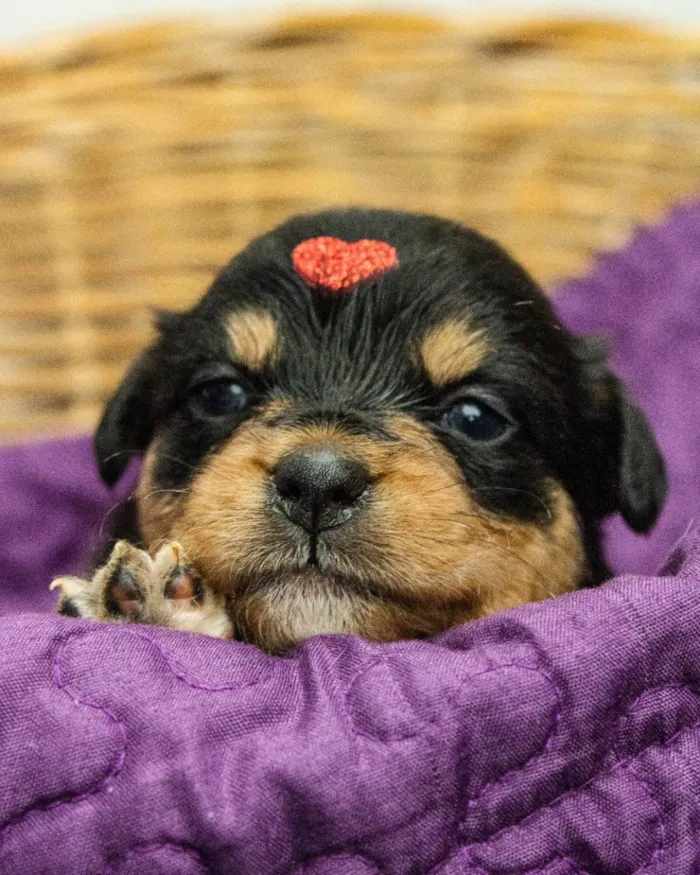 Cachorro ra a SRD idade Abaixo de 2 meses nome Monica
