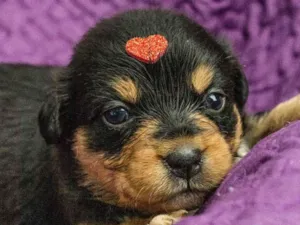 Cachorro raça SRD idade Abaixo de 2 meses nome Monica