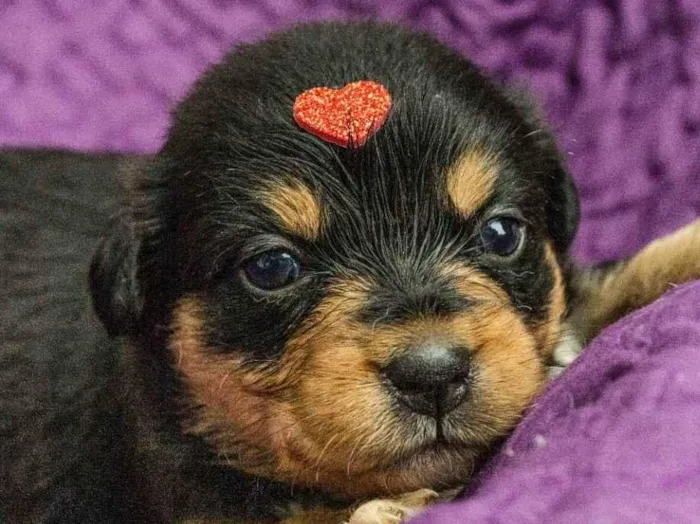 Cachorro ra a SRD idade Abaixo de 2 meses nome Monica