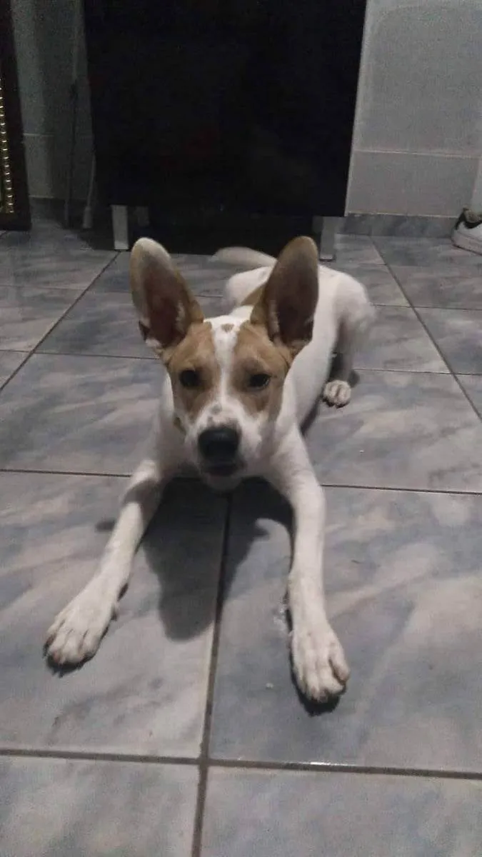 Cachorro ra a Indefinido  idade 1 ano nome Dukc