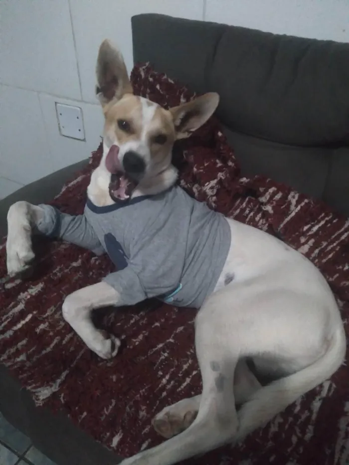 Cachorro ra a Indefinido  idade 1 ano nome Dukc