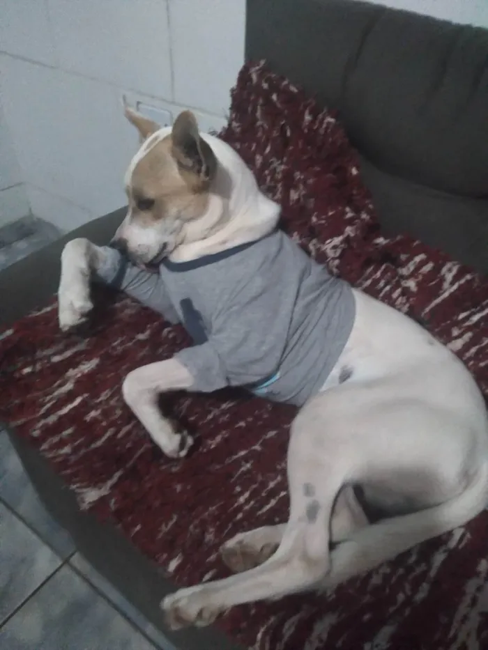 Cachorro ra a Indefinido  idade 1 ano nome Dukc