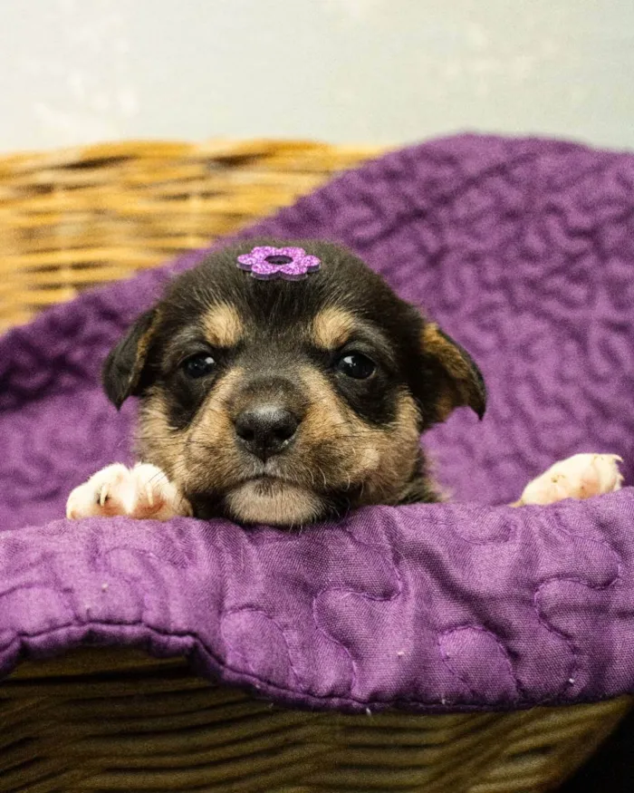 Cachorro ra a SRD idade Abaixo de 2 meses nome Marina