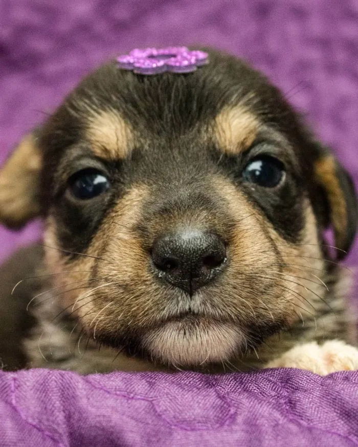 Cachorro ra a SRD idade Abaixo de 2 meses nome Marina
