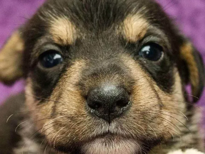 Cachorro ra a SRD idade Abaixo de 2 meses nome Marina