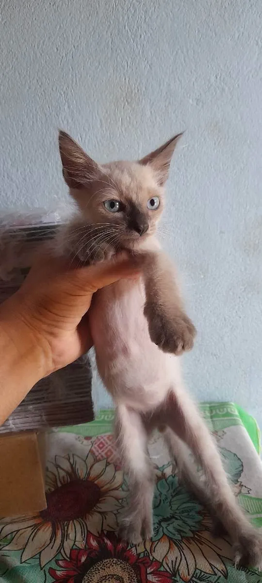 Gato ra a Vira lata  idade 2 a 6 meses nome Sem nome.  