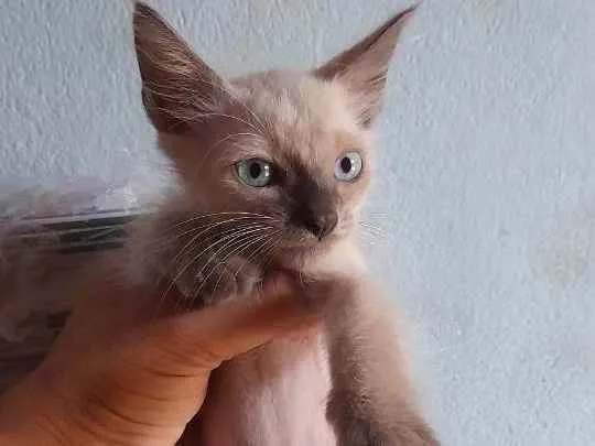 Gato ra a Vira lata  idade 2 a 6 meses nome Sem nome.  