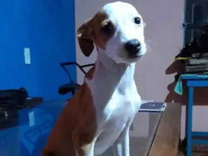 Cachorro raça Vira lata  idade 2 a 6 meses nome Estrela 