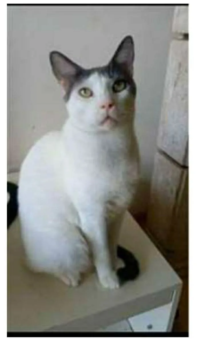 Gato ra a srd bicolor idade 1 ano nome JOHN