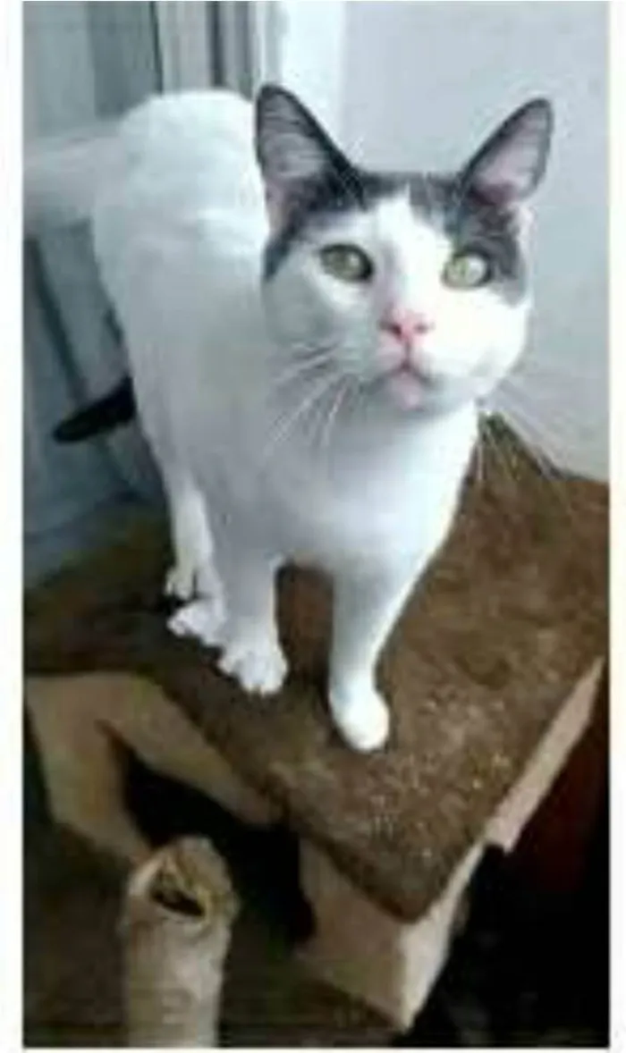 Gato ra a srd bicolor idade 1 ano nome JOHN
