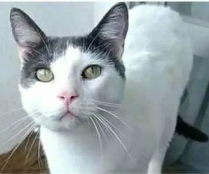 Gato ra a srd bicolor idade 1 ano nome JOHN