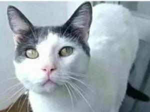 Gato raça srd bicolor idade 1 ano nome JOHN