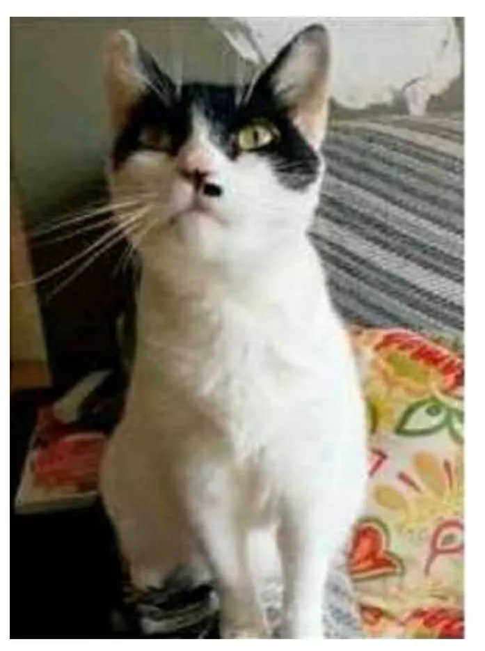 Gato ra a srd bicolor idade 2 anos nome ATHENA