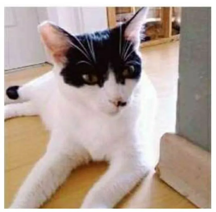 Gato ra a srd bicolor idade 2 anos nome ATHENA