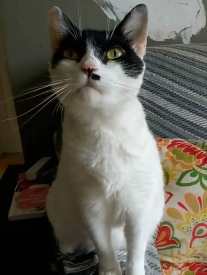 Gato ra a srd bicolor idade 2 anos nome ATHENA