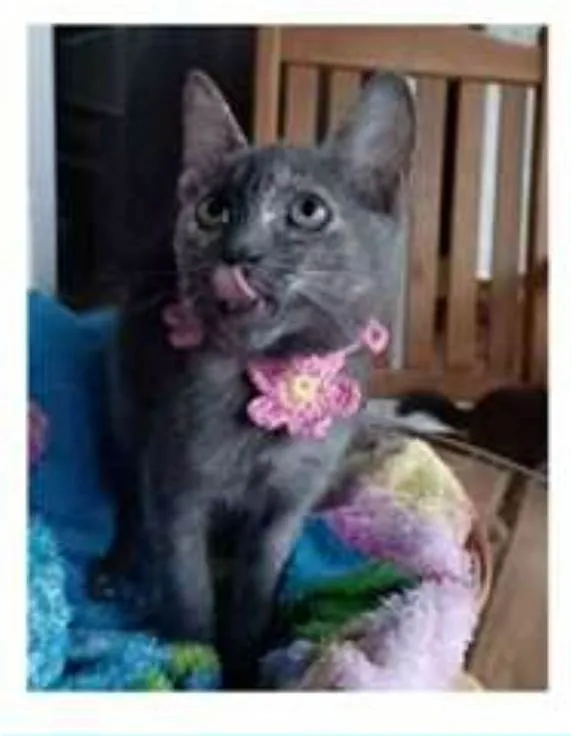 Gato ra a srd  idade 2 a 6 meses nome MARIA