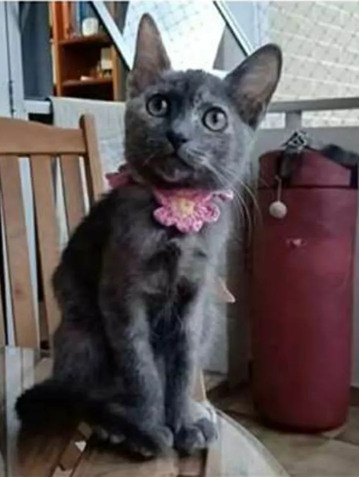 Gato ra a srd  idade 2 a 6 meses nome MARIA