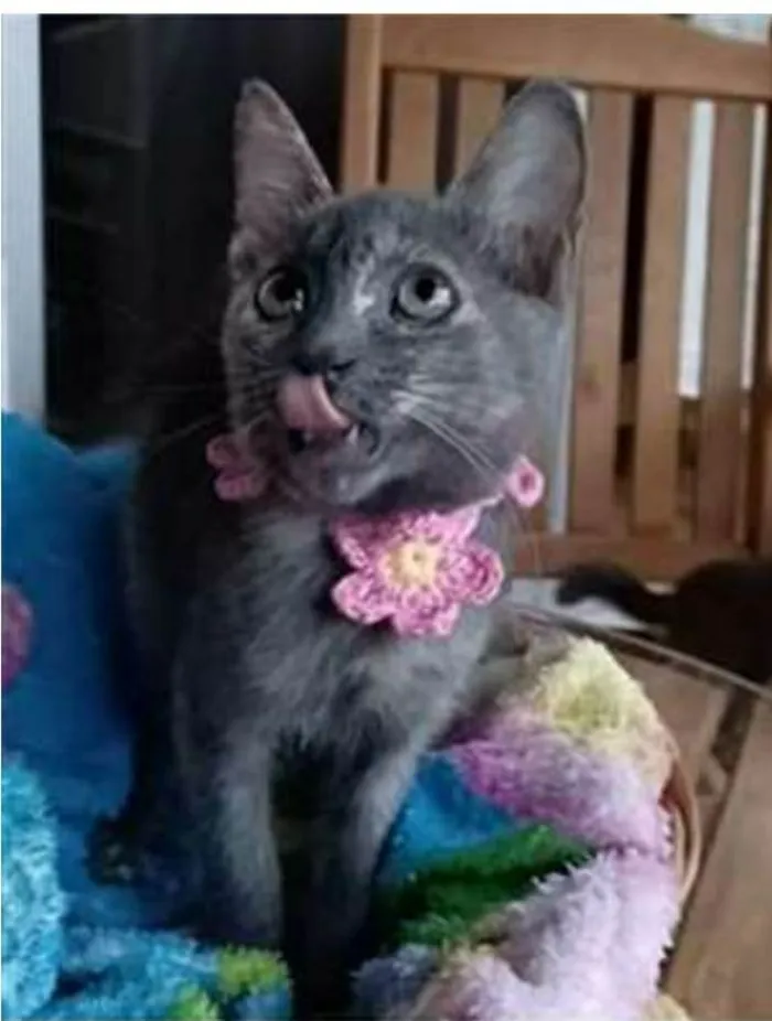 Gato ra a srd  idade 2 a 6 meses nome MARIA