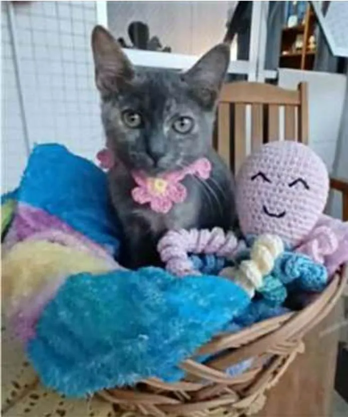 Gato ra a srd  idade 2 a 6 meses nome MARIA