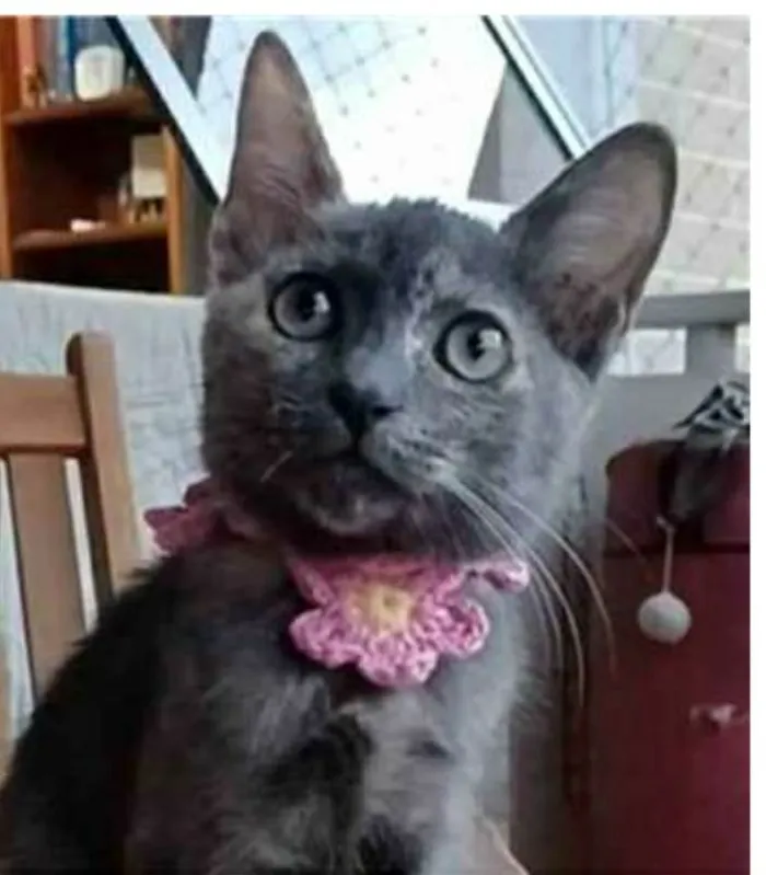 Gato ra a srd  idade 2 a 6 meses nome MARIA