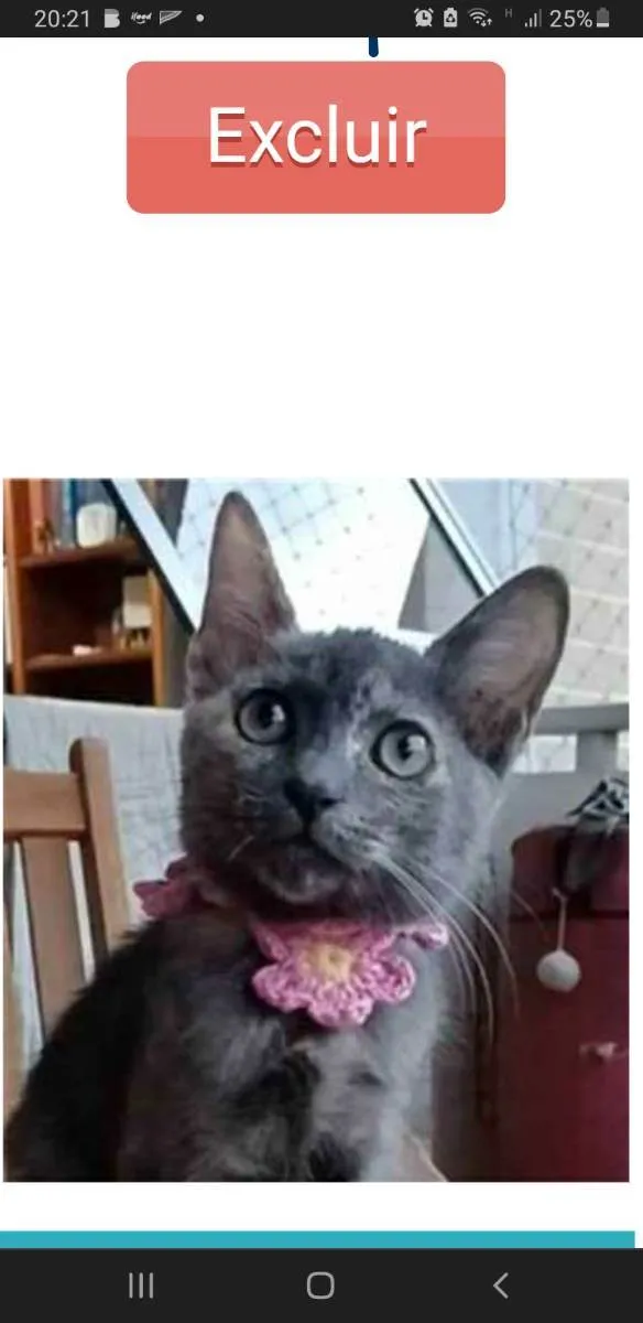 Gato ra a srd  idade 2 a 6 meses nome MARIA