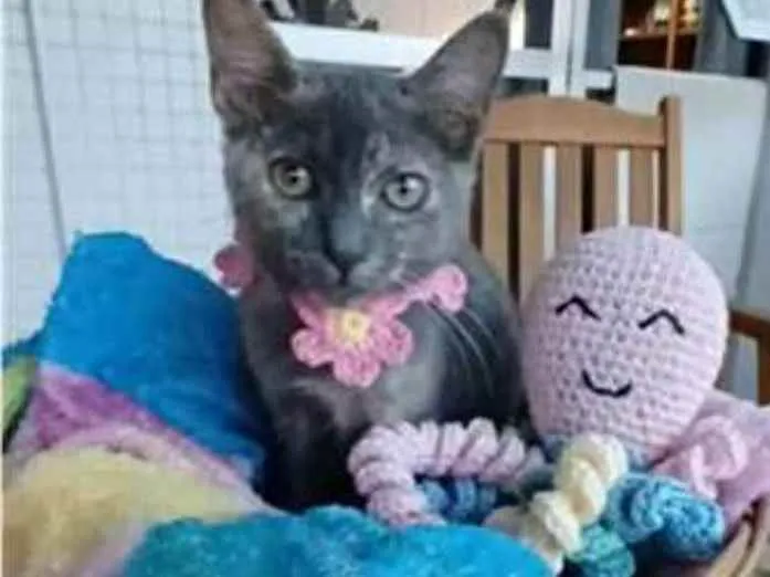 Gato ra a srd  idade 2 a 6 meses nome MARIA