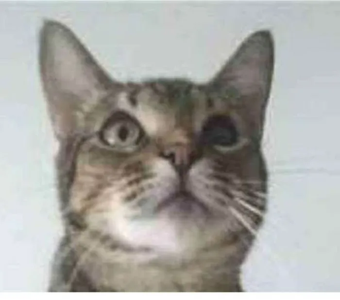 Gato ra a srd tigradinha idade 3 anos nome LISSY