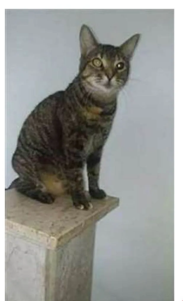 Gato ra a srd tigradinha idade 3 anos nome LISSY