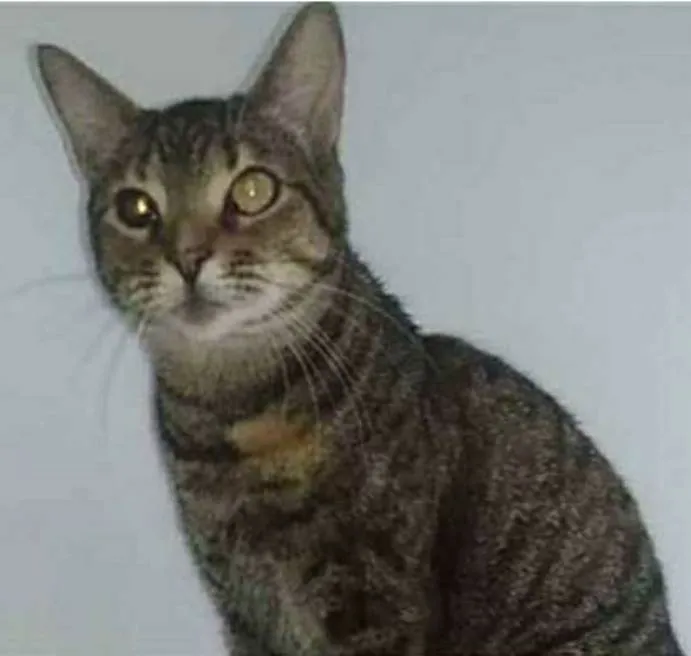 Gato ra a srd tigradinha idade 3 anos nome LISSY